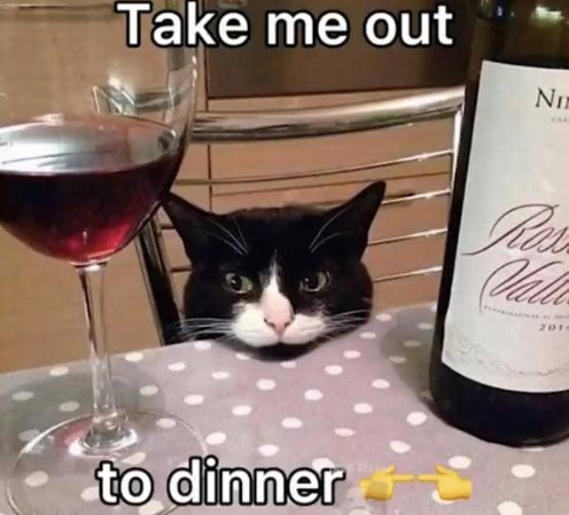 meme kucing tentang makan malam