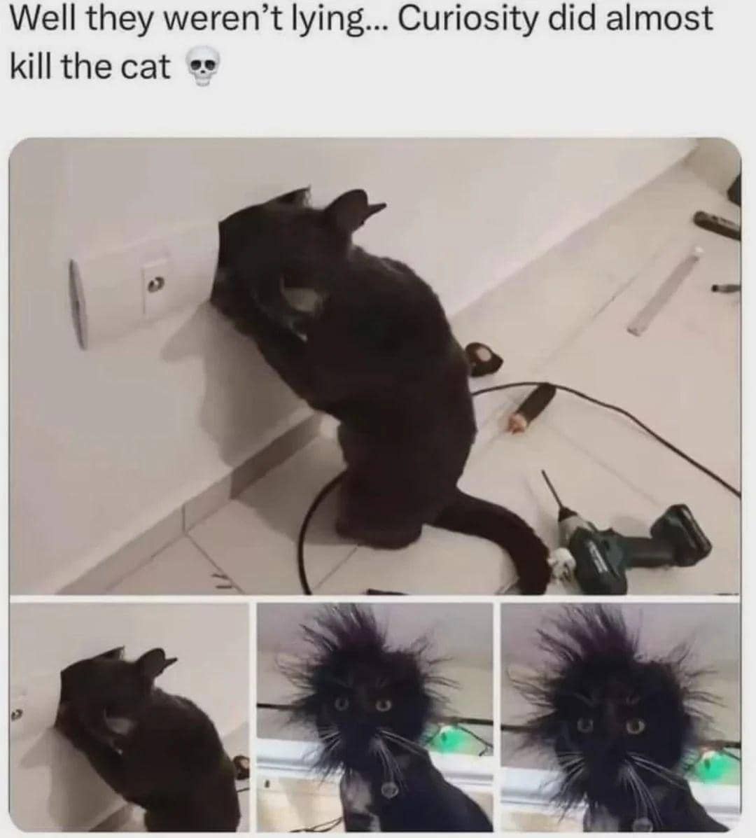 meme kucing terkejut