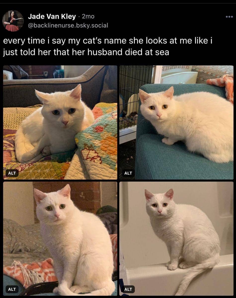 meme kucing terkejut