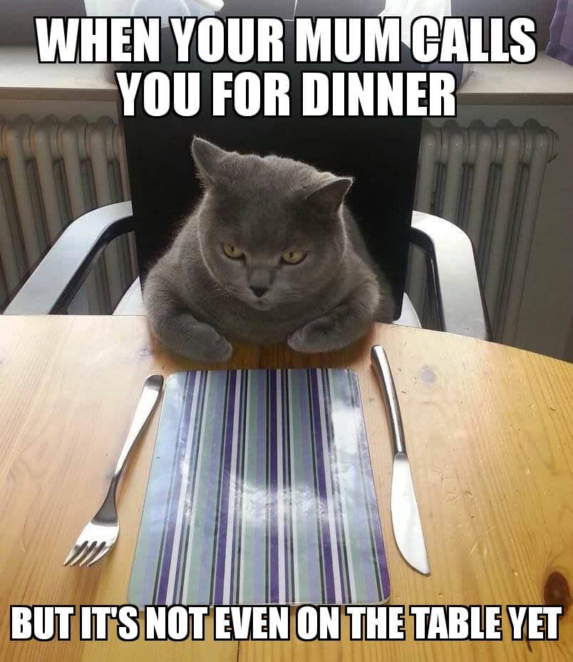 meme kucing tentang makan malam