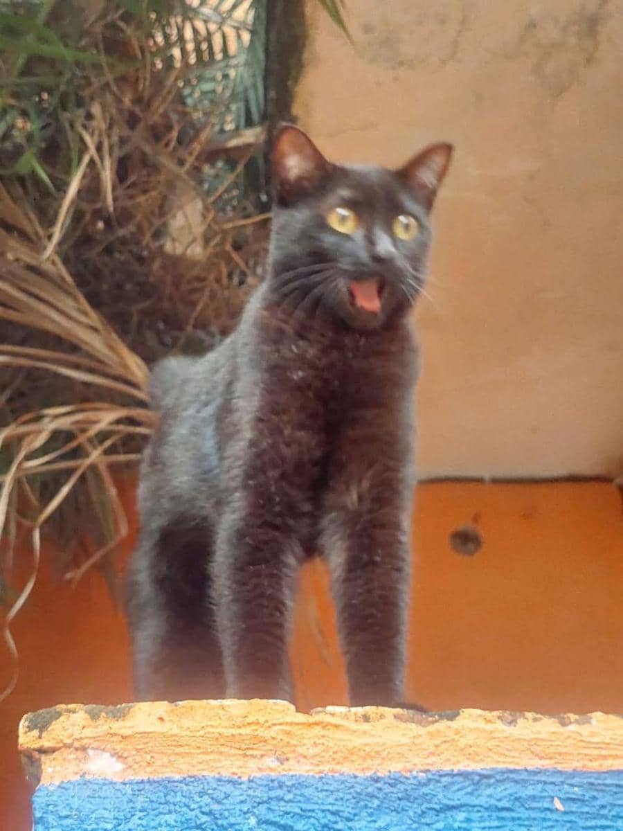 meme kucing terkejut