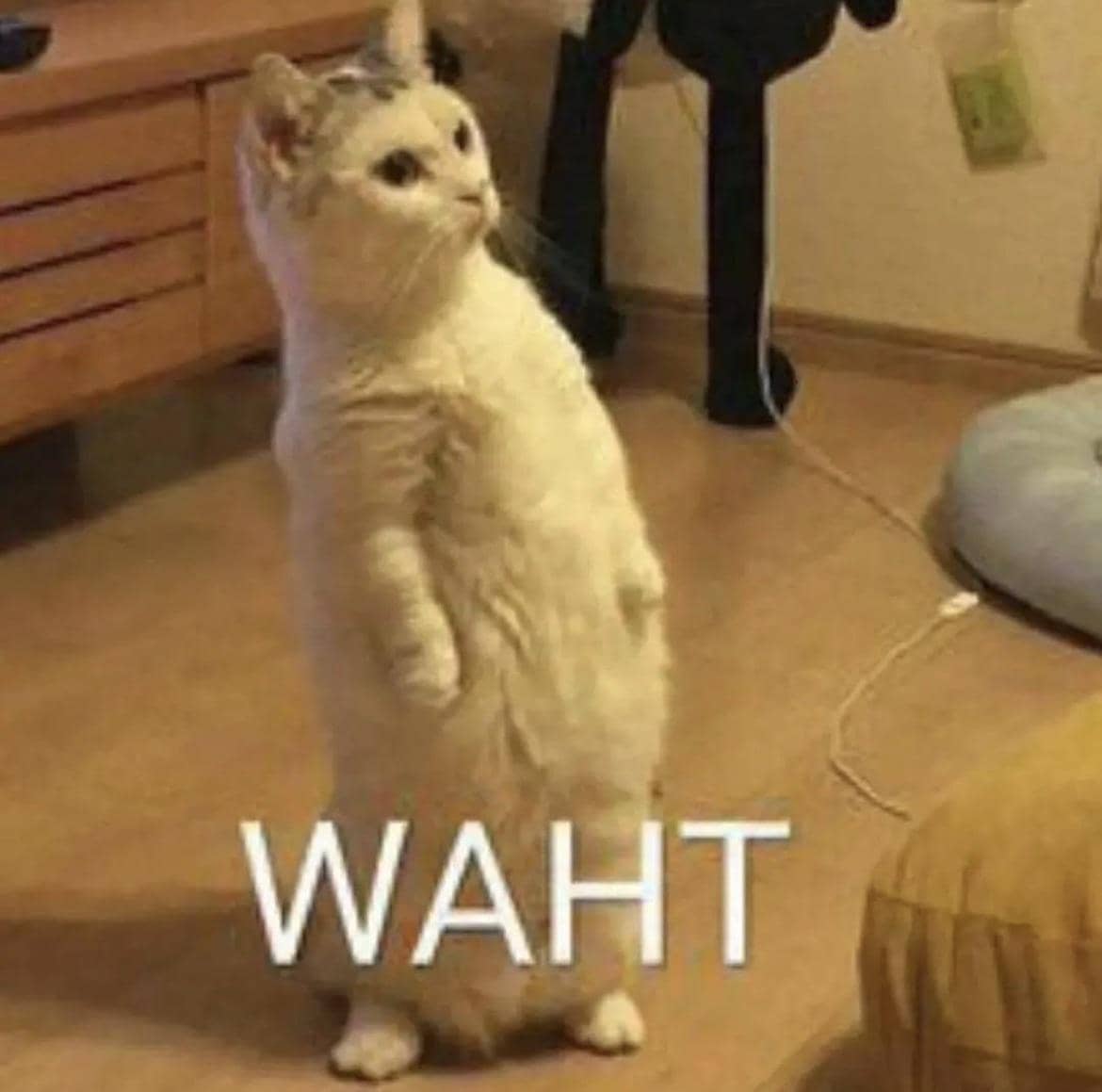 meme kucing terkejut