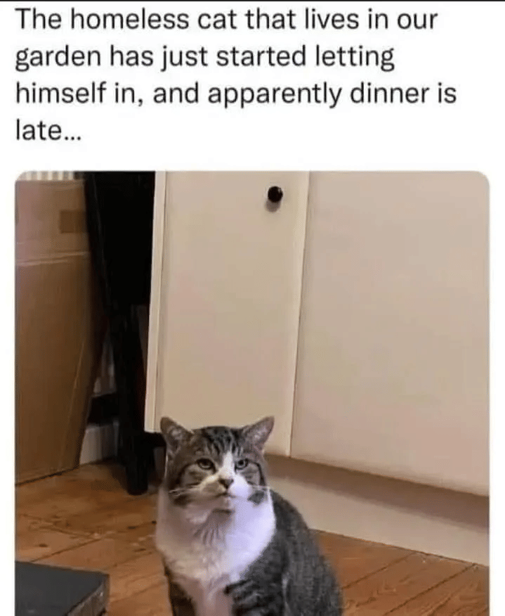 meme kucing tentang makan malam