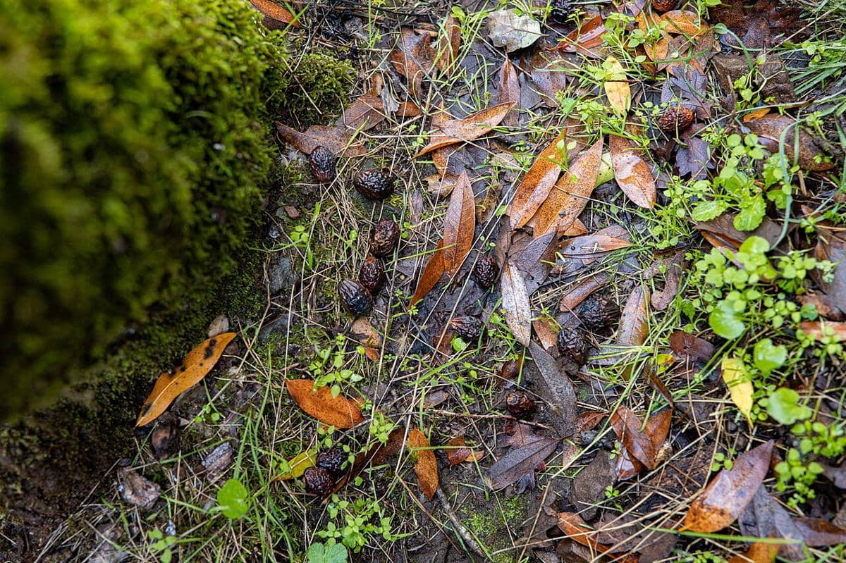 ilustrasi geosmin dan petrichor 