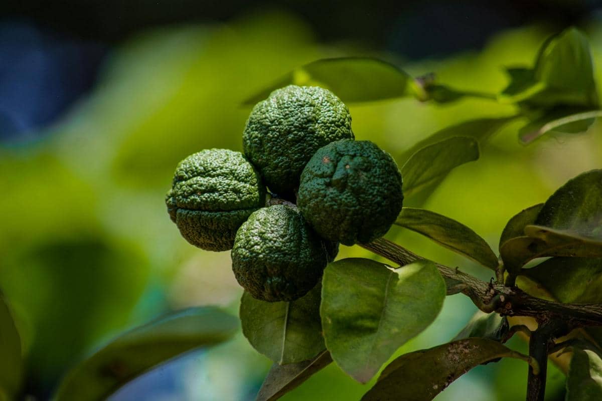 ilustrasi jeruk purut (pexels.com/Frostee Lens Ug)