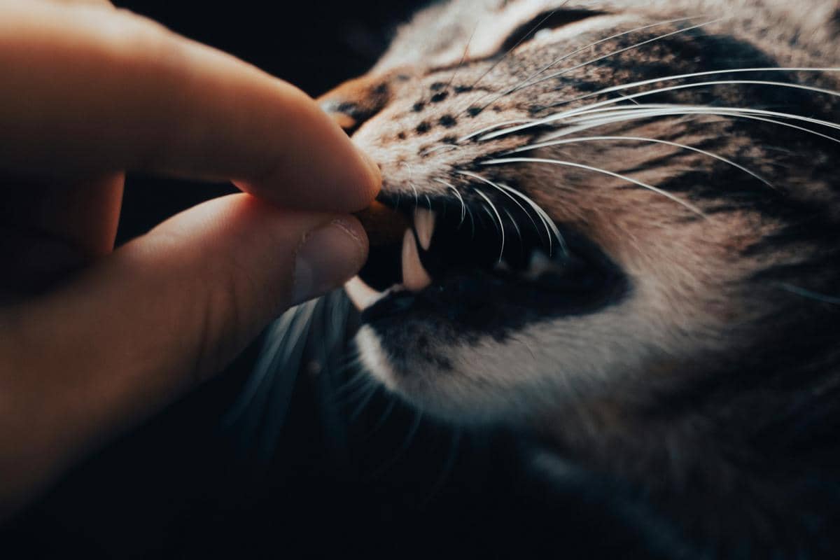 ilustrasi kucing menggigit saat dibelai