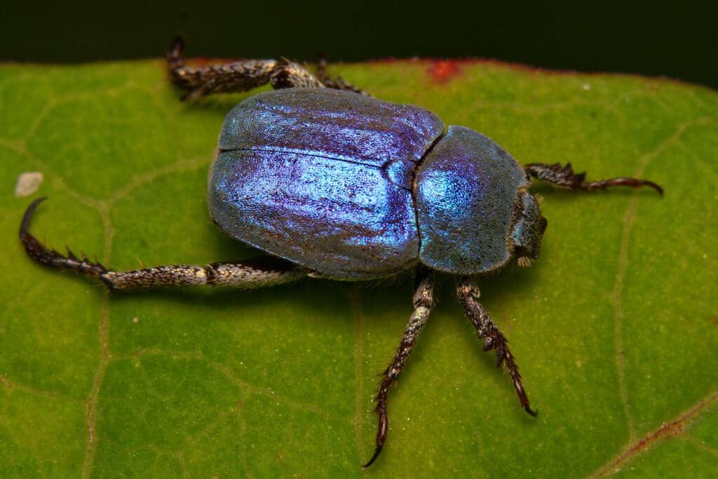 Kumbang Hoplia coerulea