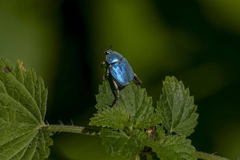 Kumbang Hoplia coerulea
