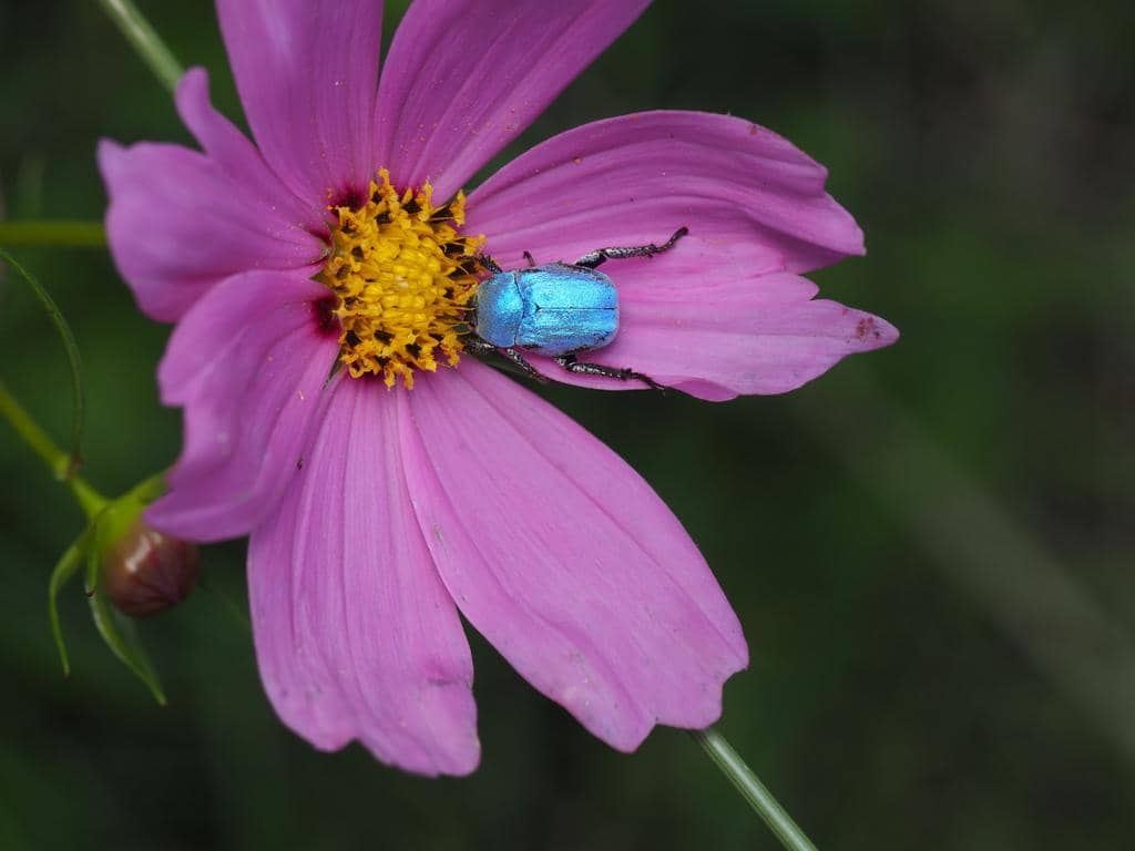 Kumbang Hoplia coerulea