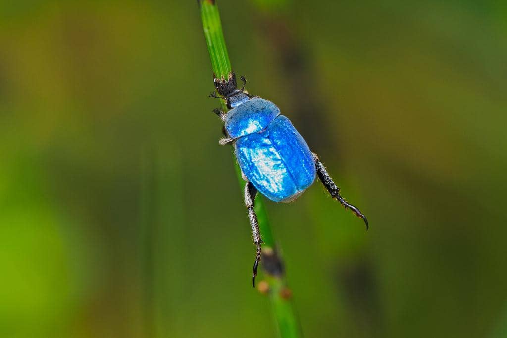 Kumbang Hoplia coerulea