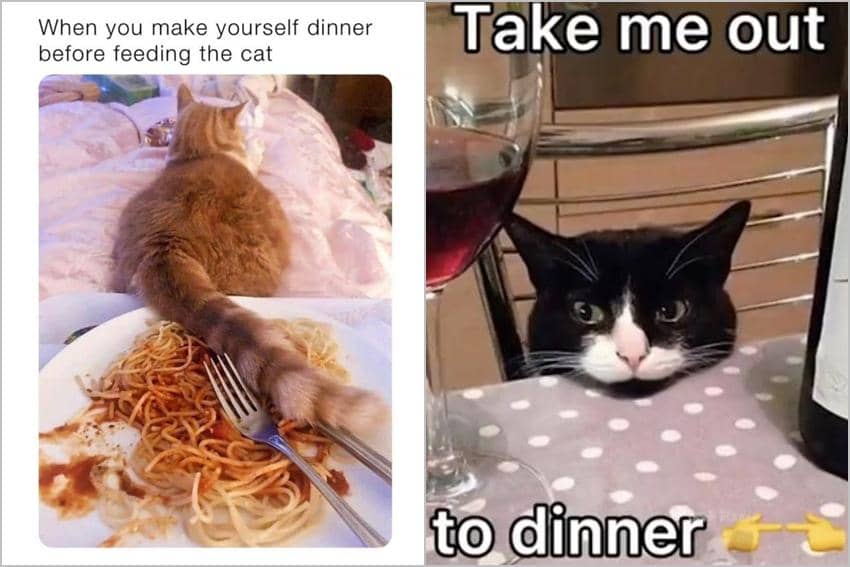 kolase meme kucing tentang makan malam