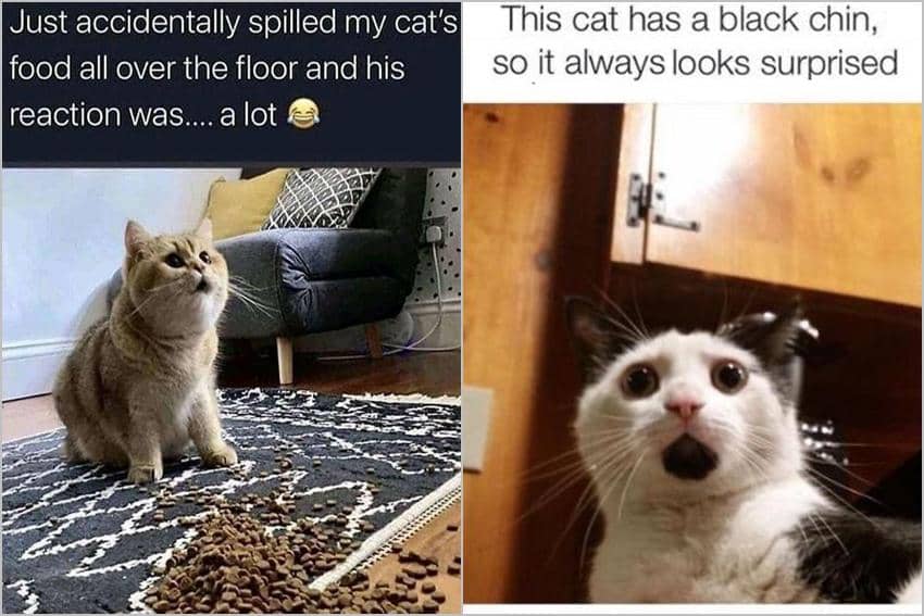 kolase meme kucing terkejut