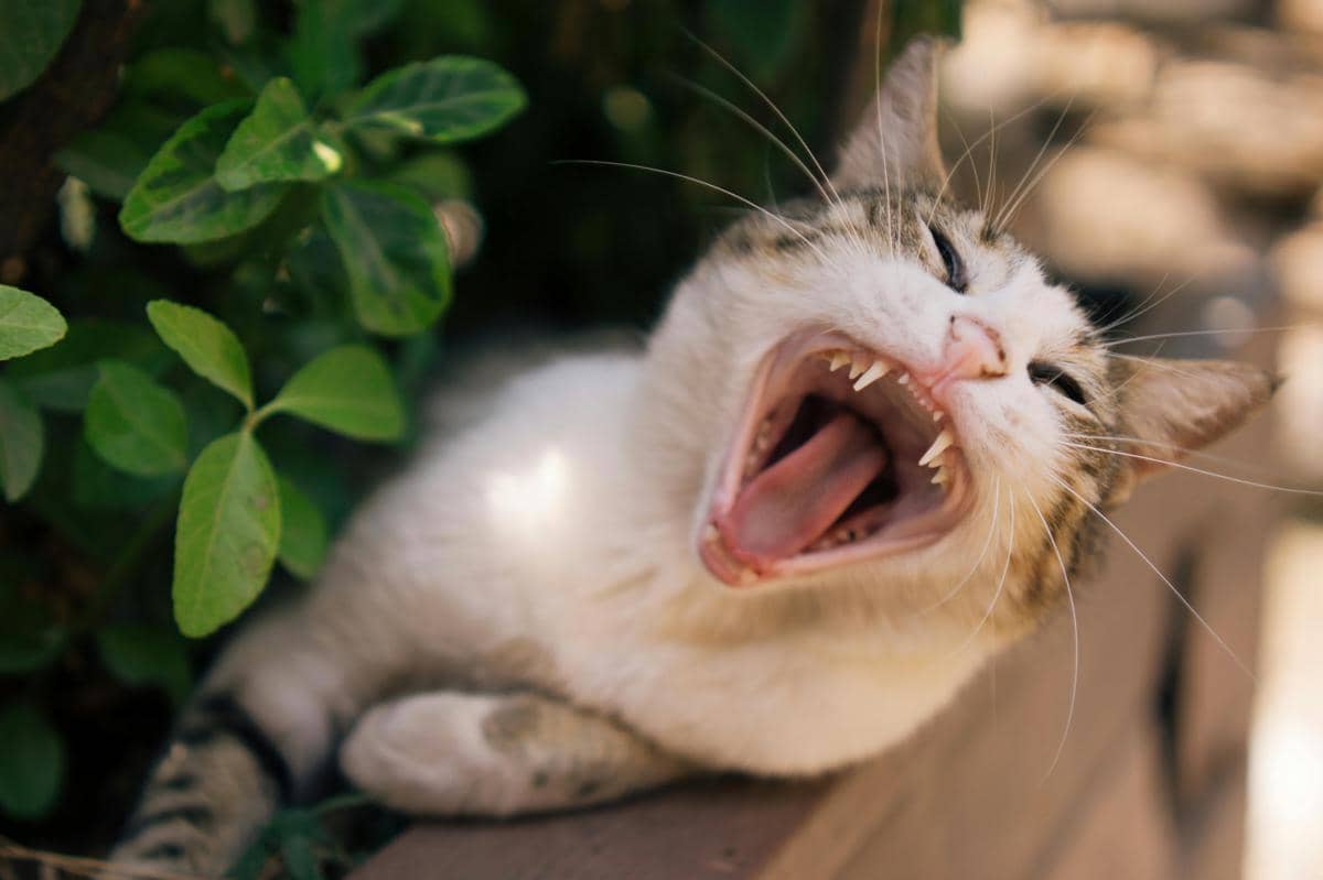 Kucing menjulurkan lidah