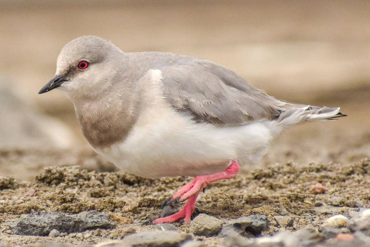 Mengenal Magellanic Plover, Burung yang Hasilkan Susu untuk Anak