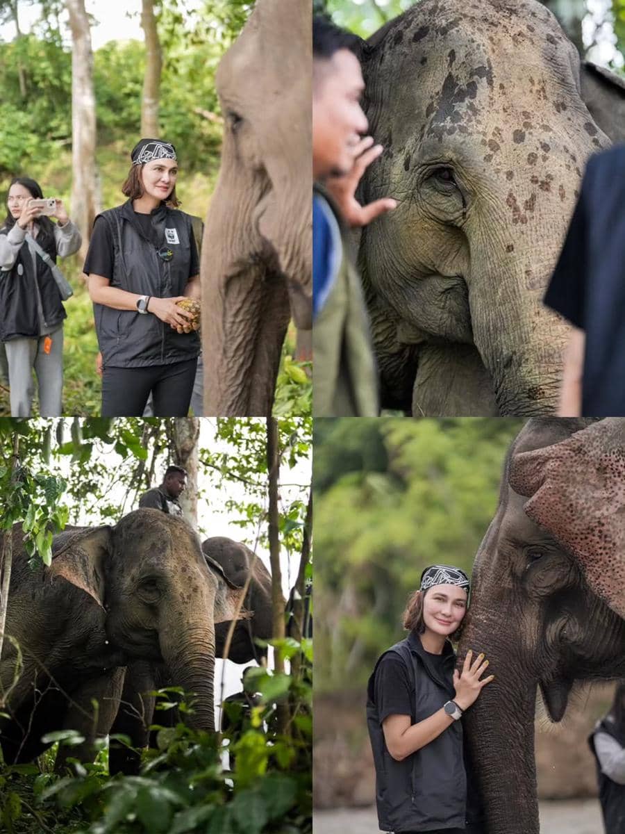 Luna Maya main bareng gajah di Kabupaten Bireuen