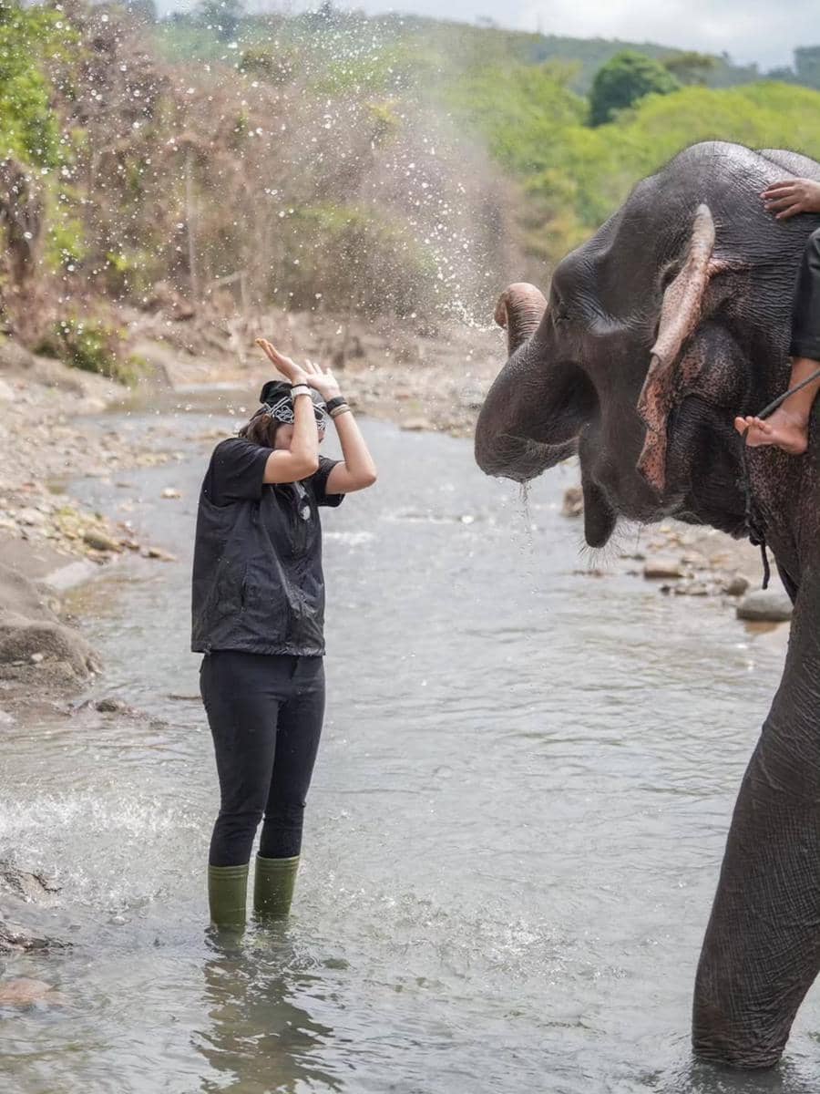 Luna Maya main bareng gajah di Kabupaten Bireuen