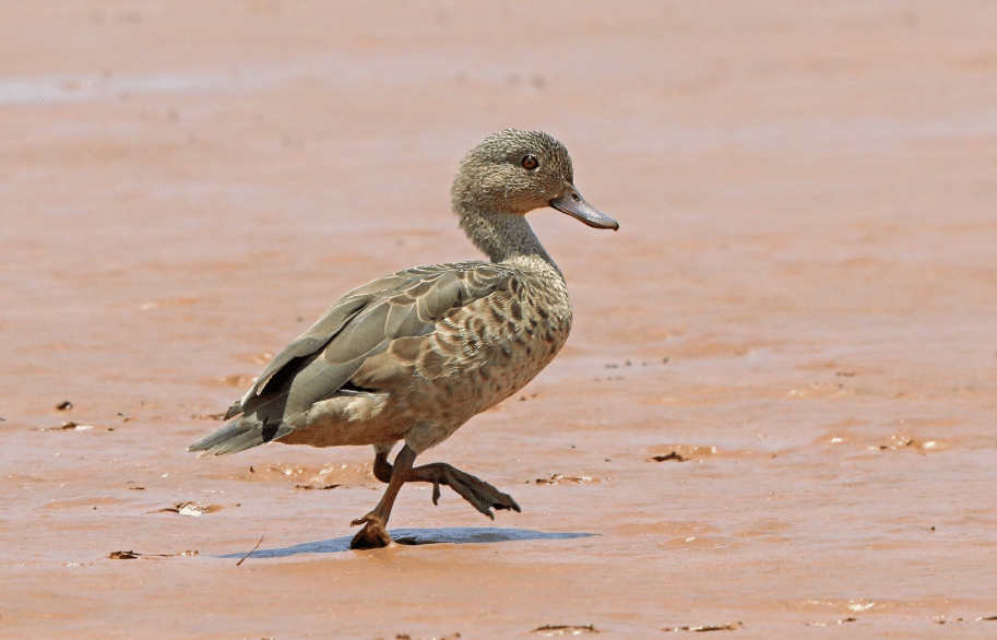 bebek bernier's teal