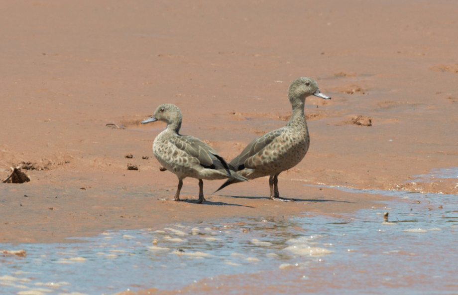 bebek bernier's teal