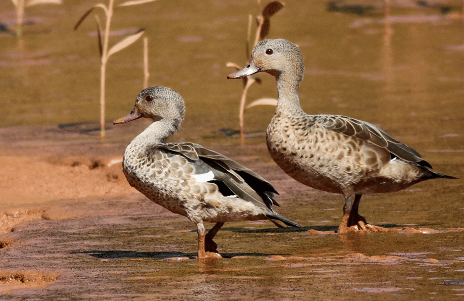 bebek bernier's teal