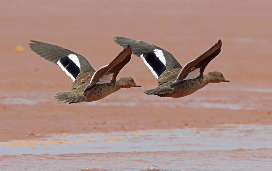 bebek bernier's teal