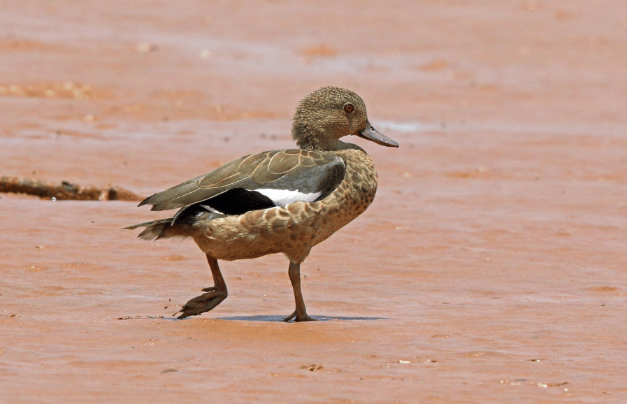bebek bernier's teal