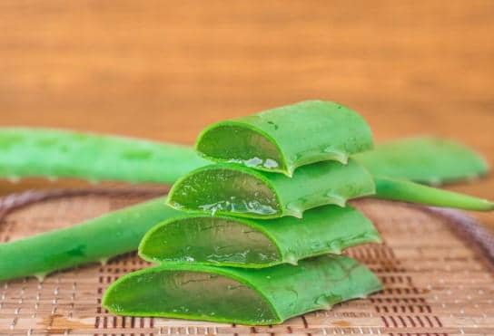 ilustrasi lidah buaya