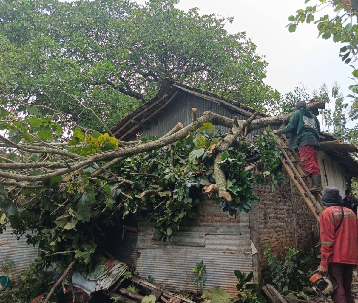 Pohon tumbang, baliho ambruk, bencana semarang