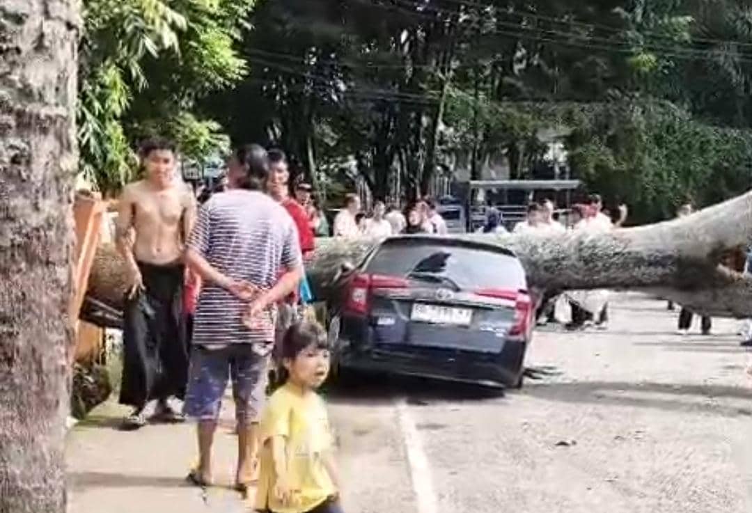 Pohon tumbang di Kamboja Palembang