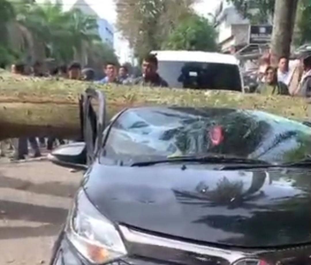 Pohon tumbang di Kamboja Palembang