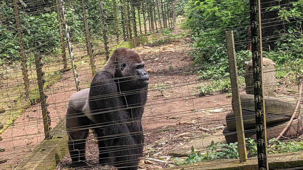 5 Fakta Gorila, Primata Pemilik Kekuatan Terbesar di Dunia