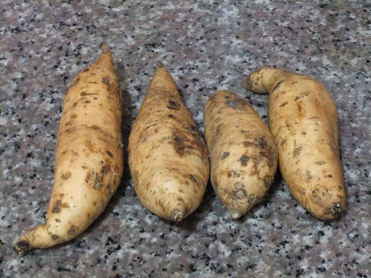 ilistrasi ubi cilembu