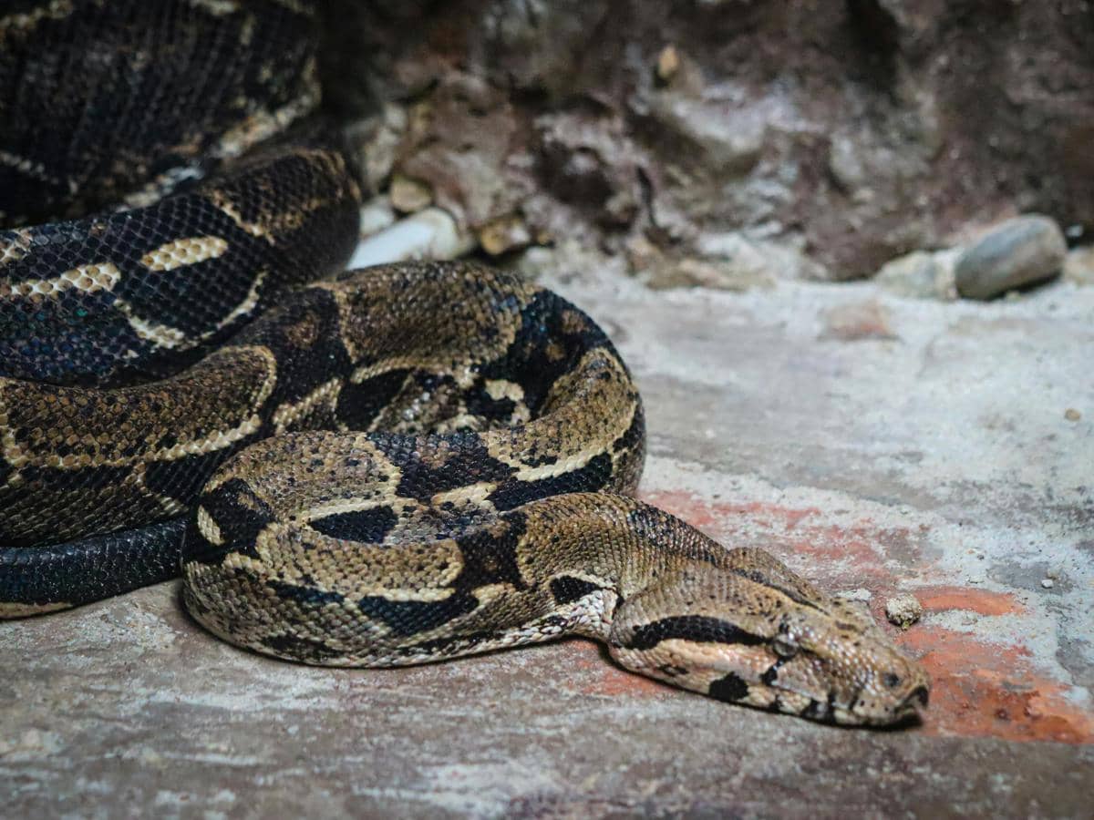 ilustrasi ular piton