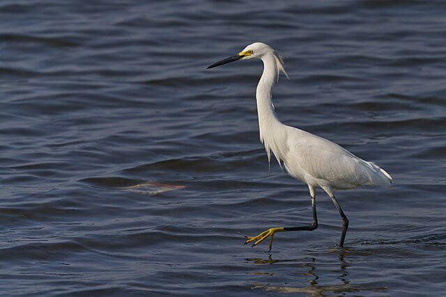 Burung Snowy Egret