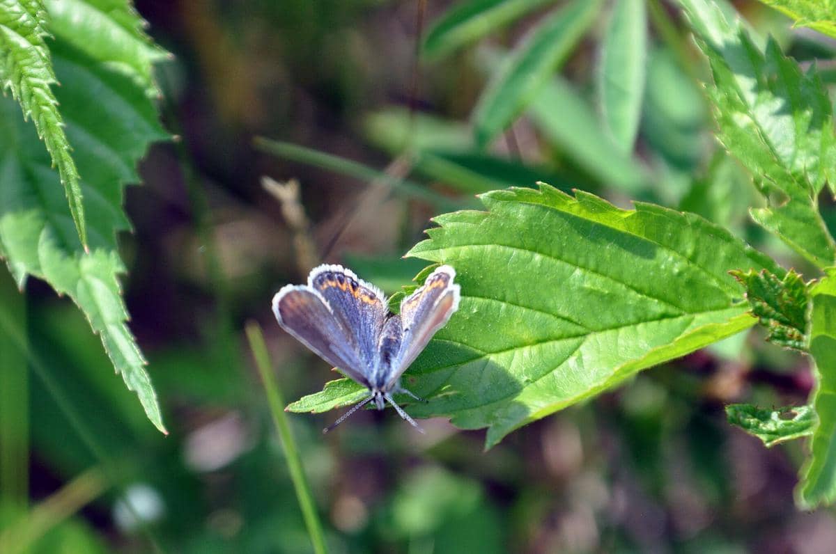 Kupu-kupu Karner Blue 