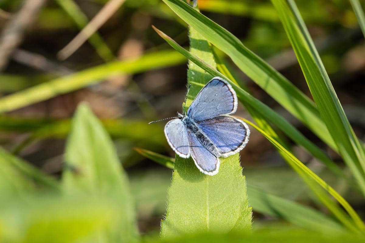 Kupu-kupu Karner Blue 