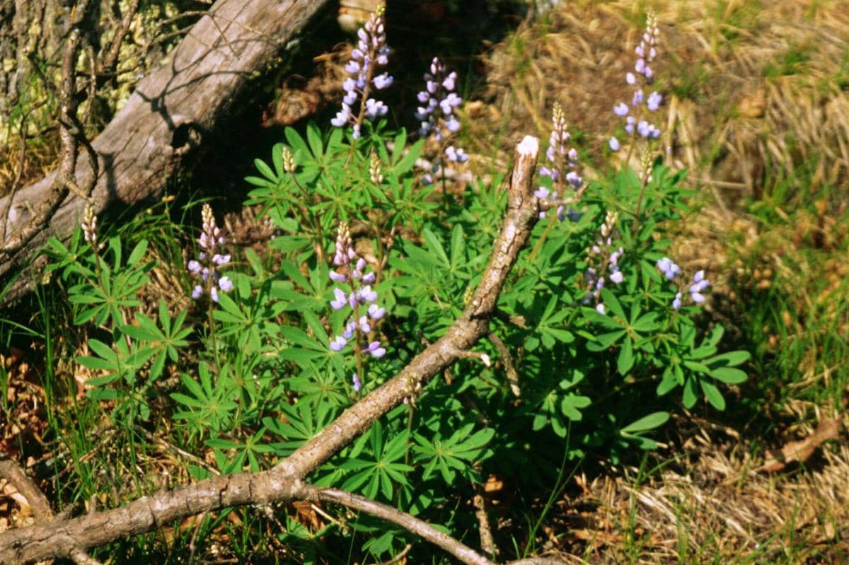 Tanaman lupin liar atau Lupinus perennis