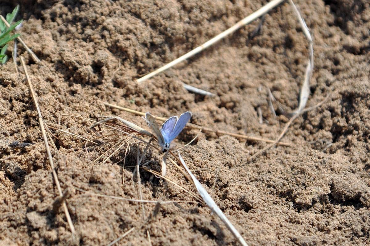 Kupu-kupu Karner Blue 