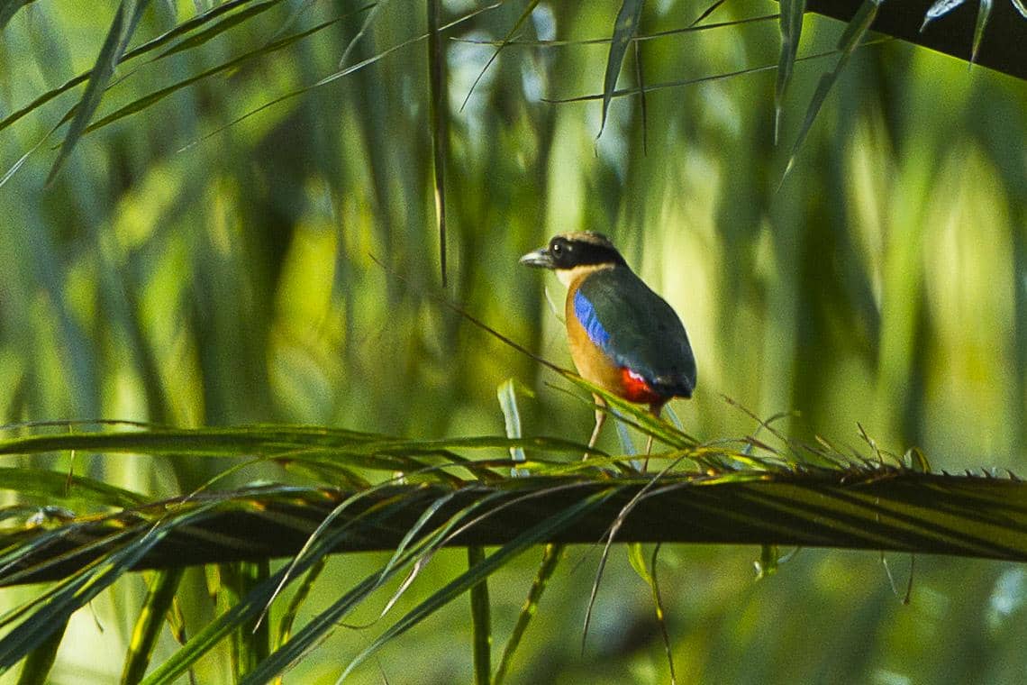 potret burung paok sayap biru yang diambil di Tailan 