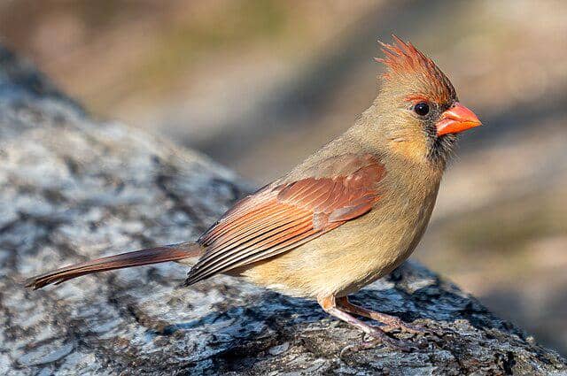 Burung Northern Cardinal