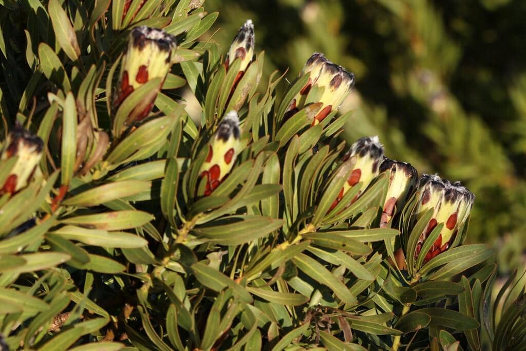 Bunga Protea lepidocarpodendron