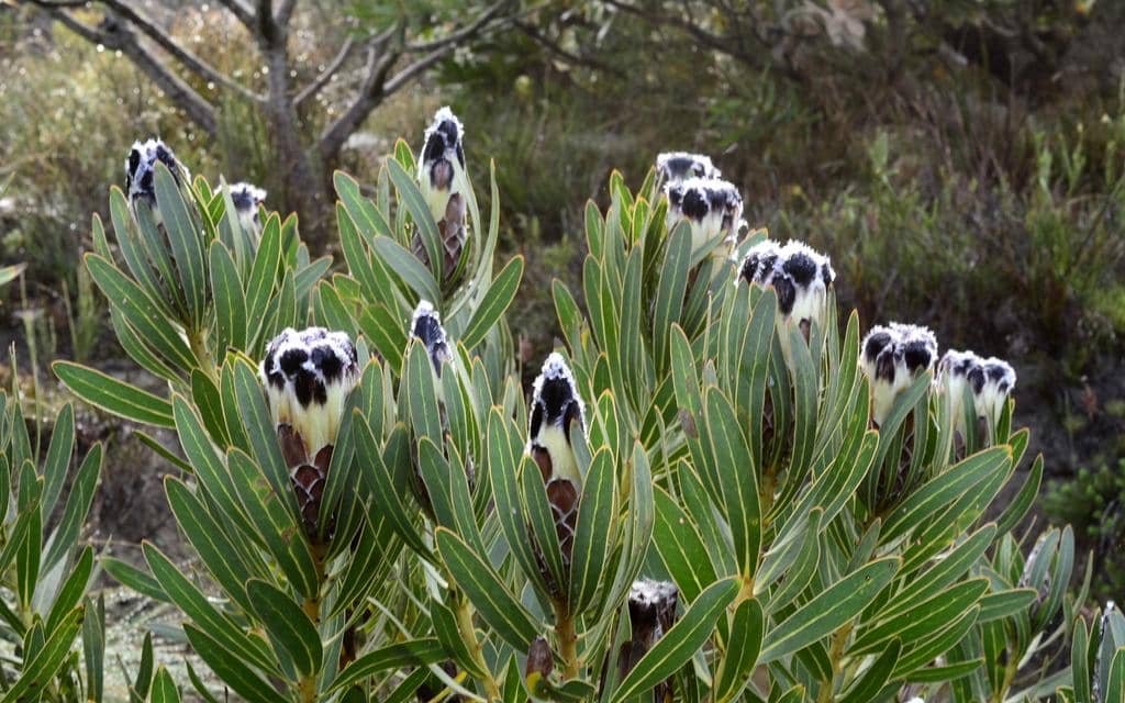 Bunga Protea lepidocarpodendron