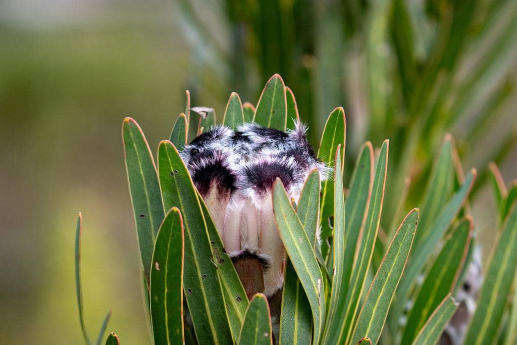 Bunga Protea lepidocarpodendron