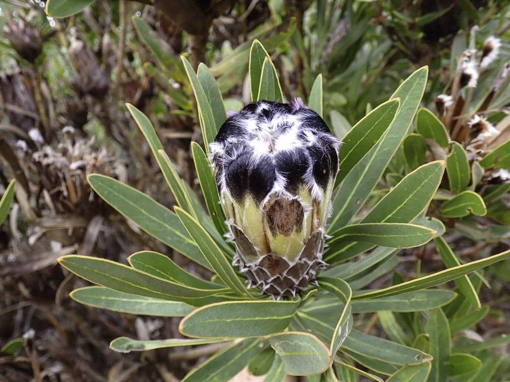 Bunga Protea lepidocarpodendron