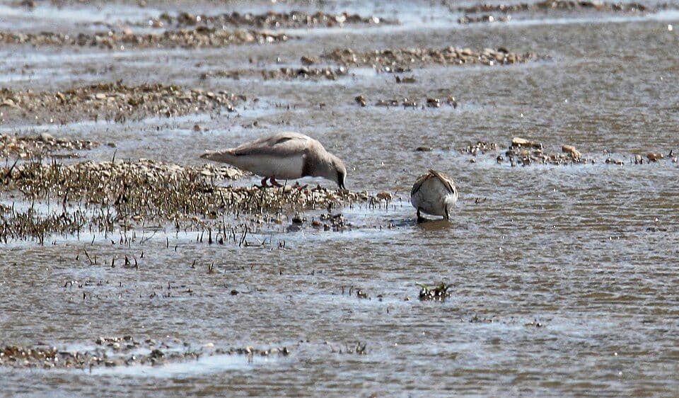 Magellanic plover terlihat asyik mencari makan.