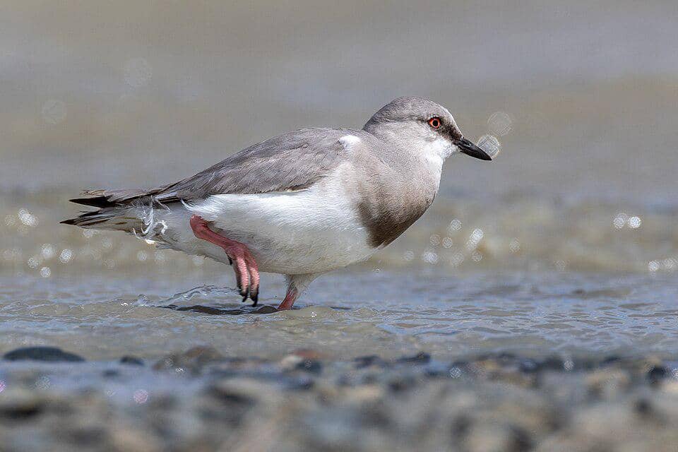 Magellanic plover sedang merandai di danau.