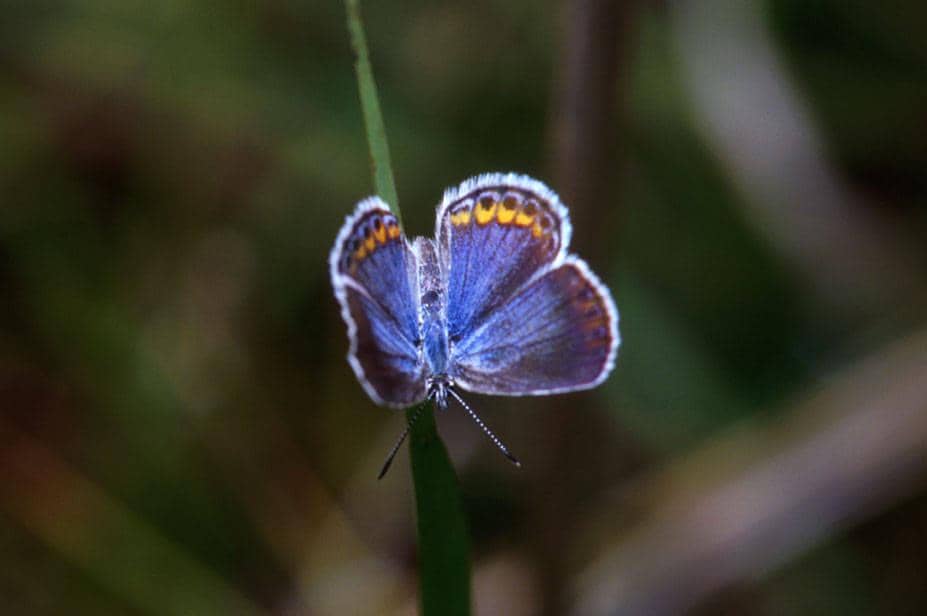 Kupu-kupu Karner Blue