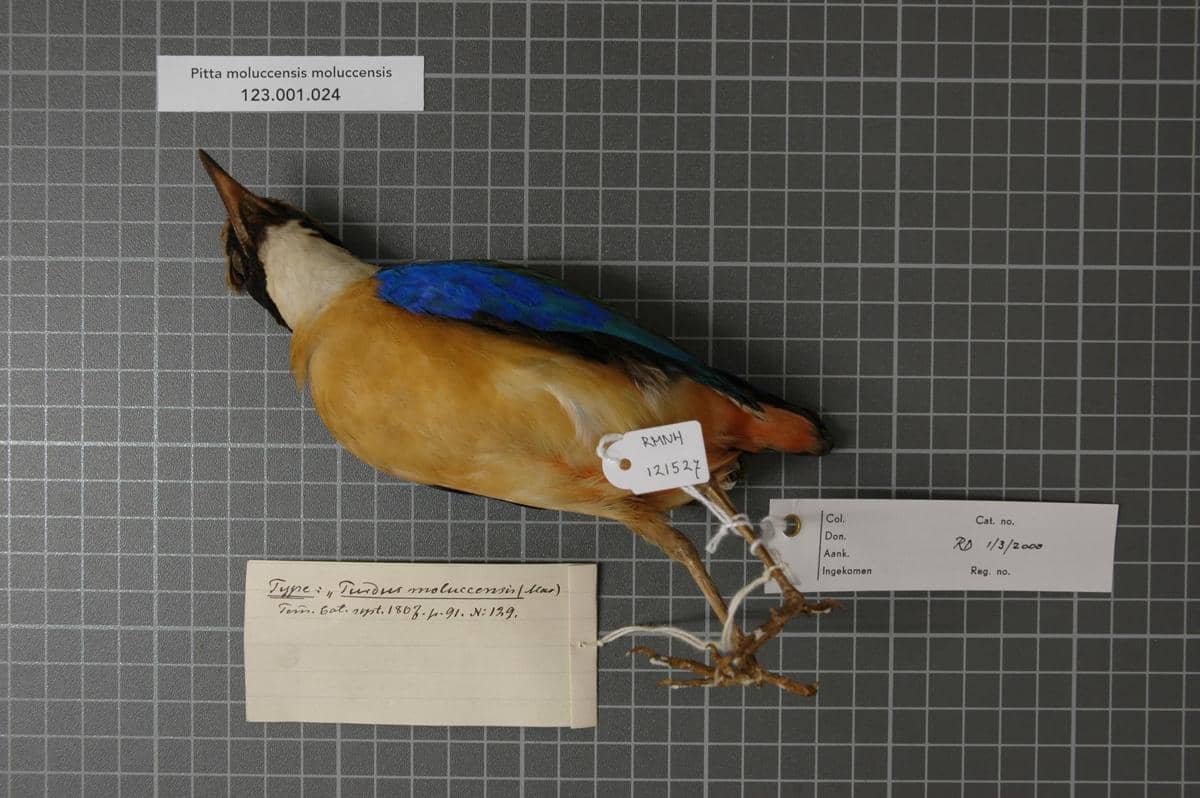 potret spesimen burung paok sayap biru yang diawetkan