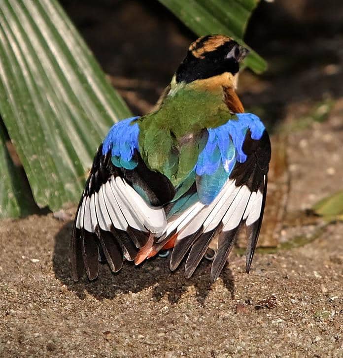 potret burung paok sayap biru yang sedang berjemur