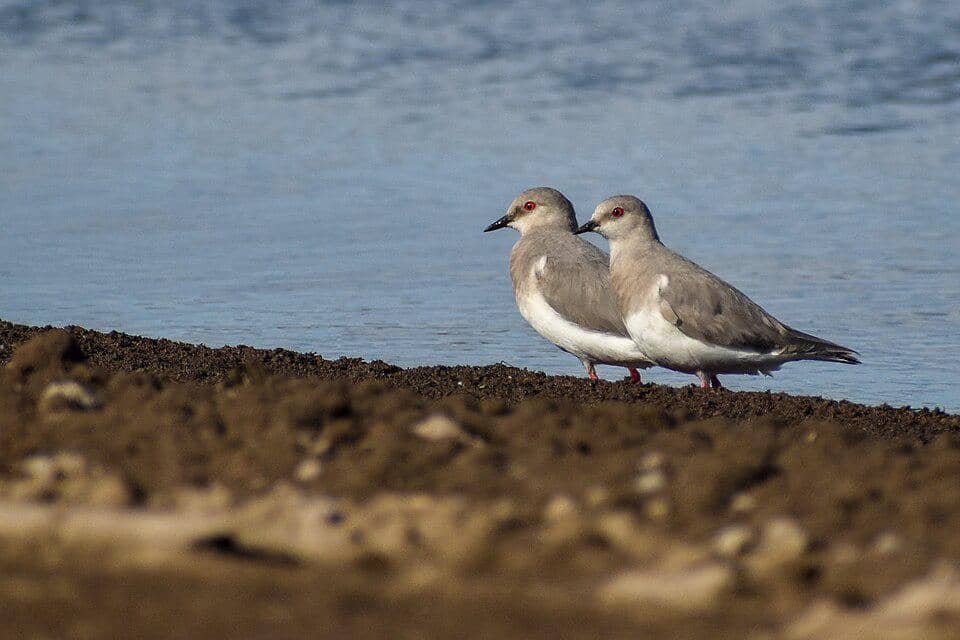 Sepasang magellanic plover berdiri di tepi air.