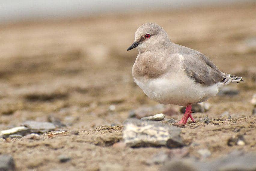 Magellanic plover dan bentuk tubuh mereka yang menyerupai merpati.
